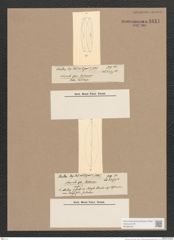 Navicula sp. (de-Toni-Nr.: Genus 1) Zeichnungen Sammlung Grunow Nr. 1611 (NHMW-BOT-W0368163)